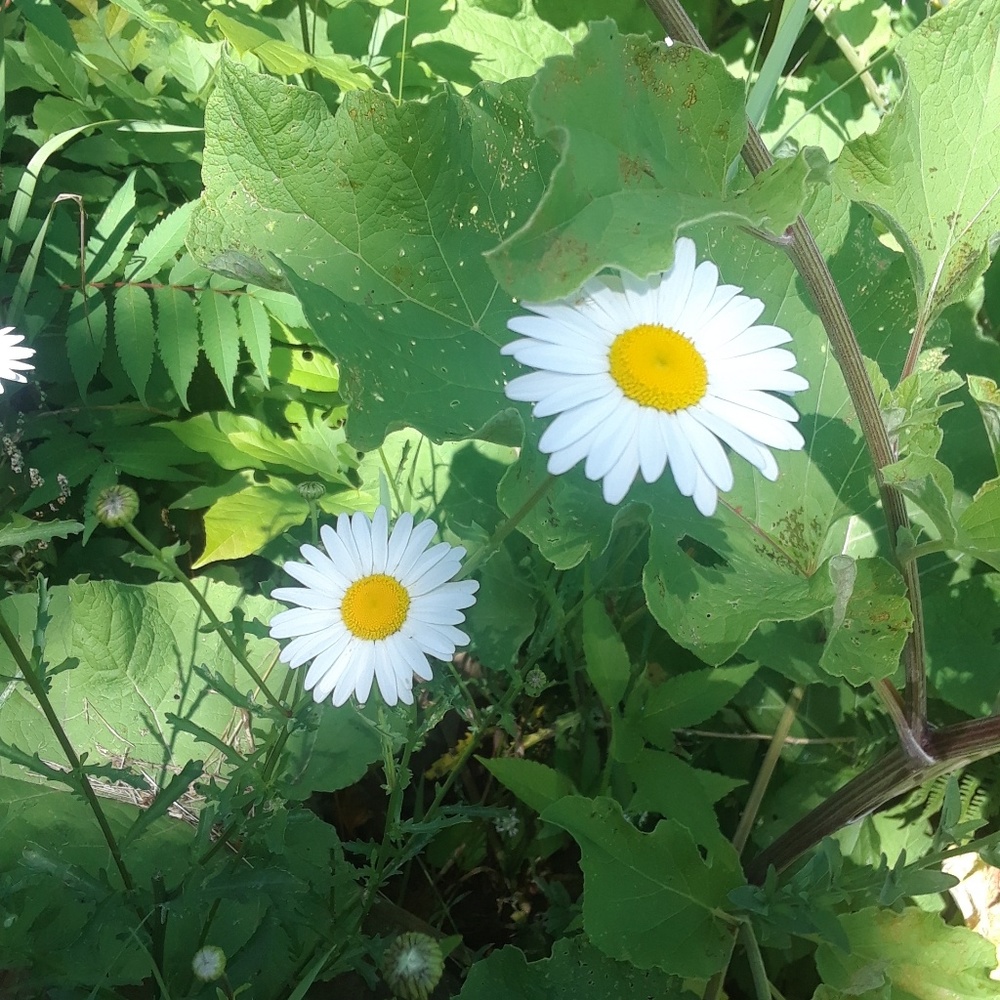 Meet your Posher, Chrissy